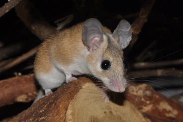 Exotische Säuger kaufen und verkaufen Foto: Biete Nachzuchten von Sinai-Stachelmäuse