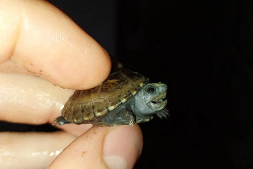 Turtles and Tortoises kaufen und verkaufen Photo: K. baurii baby cb 26 for Verona show
