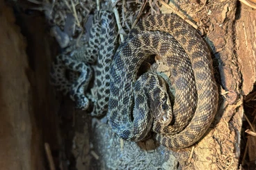 Colubrids kaufen und verkaufen Photo: 1.1 Elaphe urartica for Terraristika