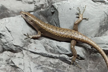 andere Echsen kaufen und verkaufen Foto: Zamenis, Hemorrhois, Natrix, Emoia, Trachylepis, Hemidactylus,Tarentol