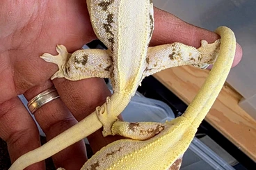 Geckos kaufen und verkaufen Foto: New Caledonia geckos for Hamm 14.3. 2026 Main Hall row 9