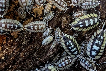 Crustraceae non aquatic kaufen und verkaufen Photo: Isopods for Hamm 14.3. 2026 Main Hall row 9