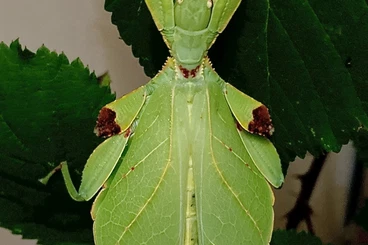 Insects kaufen und verkaufen Photo: Phasmatodea & Orthoptera