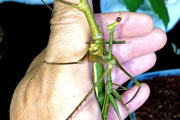 Insects kaufen und verkaufen Photo: Pseudoproscopia panamensis