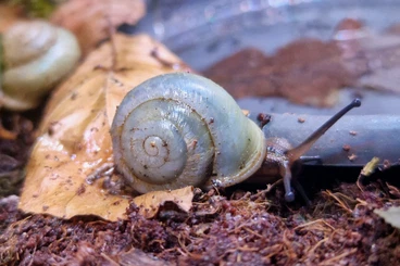 Mollusca kaufen und verkaufen Photo: Biete Pleurodonte isabella blue