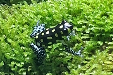 Poison dart frogs kaufen und verkaufen Photo: Ranitomeya variabilis southern / Ranitomeya vanzolinii