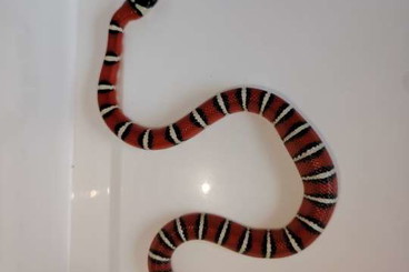 Nattern ungiftige  kaufen und verkaufen Foto: 0,1 Lampropeltis pyromelana NZ25