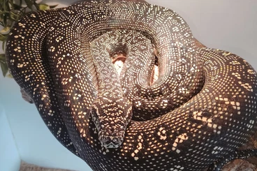 Pythons kaufen und verkaufen Photo: Morelia spilota spilota CB25