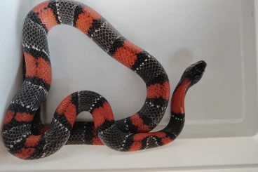 Nattern ungiftige  kaufen und verkaufen Foto: 1,0 Lampropeltis alterna blairi NZ20