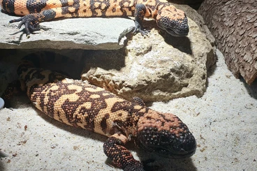 andere Echsen kaufen und verkaufen Foto: 1.1 Heloderma suspectum (cinctum)