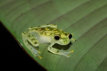 frogs kaufen und verkaufen Photo: Tree Frogs and Glass Frogs for Hamm