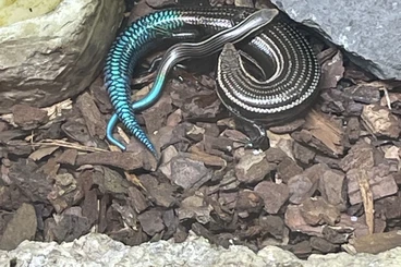 Echsen  kaufen und verkaufen Foto: Hamm 14.03 oder Abholung in Mannheim