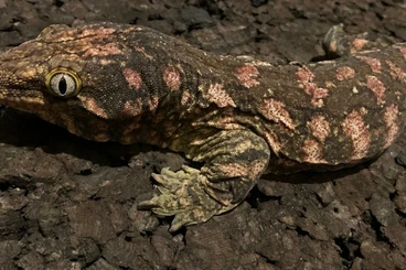 Geckos kaufen und verkaufen Foto: Strophurus, Eurydactylodes, Rhacodactylus, Sphaerodactylus