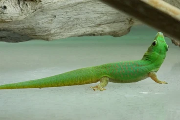 Geckos kaufen und verkaufen Foto: Phelsuma v-nigra commoraegrandensis