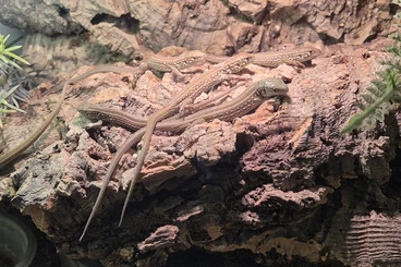 Echsen  kaufen und verkaufen Foto: Lacerta agilis exigua CB2025