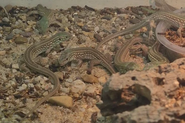 andere Echsen kaufen und verkaufen Foto: Lacerta agilis exigua CB2025