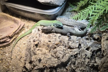 Echsen  kaufen und verkaufen Foto: Lacerta agilis boemica CB2025