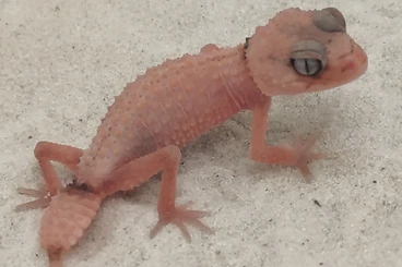 Geckos kaufen und verkaufen Photo: Nephrurus Cinctus Aberrant & patternless