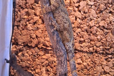 Echsen  kaufen und verkaufen Foto: 1.1 Rhacodactylus reticulated