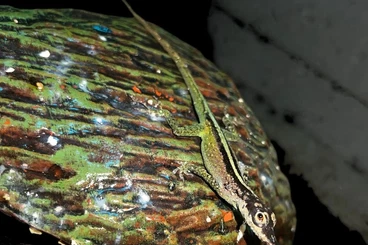 Echsen  kaufen und verkaufen Foto: ANOLIS ROQUET SUMMUS & GASTROPHOLIS PRASINA x HAMM 14th MARCH