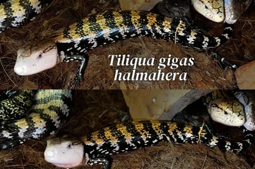 Echsen  kaufen und verkaufen Foto: PREMIUM BLUE-TONGUE SKINKS x HAMM 14th MARCH