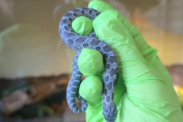 Snakes kaufen und verkaufen Photo: STORMCLOUD for Hamm Heterodon Nasicus