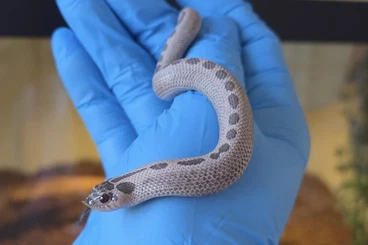 Schlangen kaufen und verkaufen Foto: Heterodon Nasicus 2025 Moonbeam