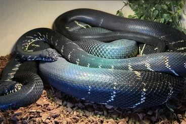 Pythons kaufen und verkaufen Foto: LOOKING FOR SIMALIA BOELENI