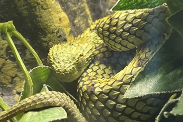 Venomous snakes kaufen und verkaufen Photo: Atheris Squamigera 0.1 2024 Hamm