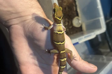 Geckos kaufen und verkaufen Foto: March Hamm          ..      .