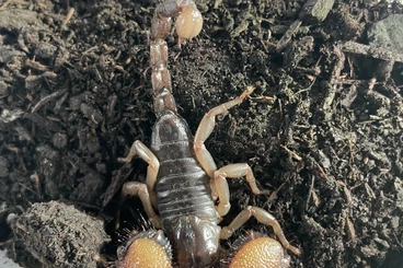 Spiders and Scorpions kaufen und verkaufen Photo: For Hamm only , Scorpions