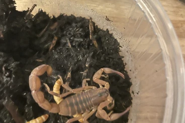 Spiders and Scorpions kaufen und verkaufen Photo: For Hamm only , rare scorpion