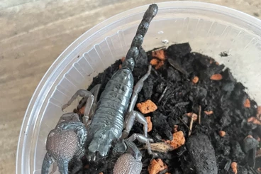 Spiders and Scorpions kaufen und verkaufen Photo: Pandiniurus (ex Pandinus) exitialis