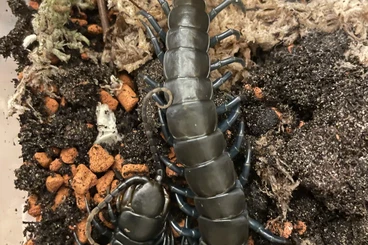 Myriapoda kaufen und verkaufen Foto: Ethmostigmus spec Kenya blue leg