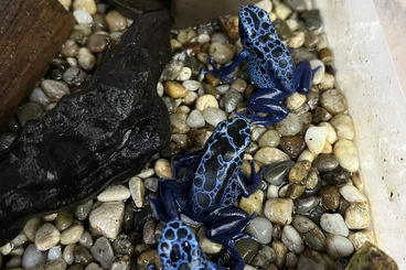 Enclosures kaufen und verkaufen Photo: ask for price, exchange possible, more quantity lower price