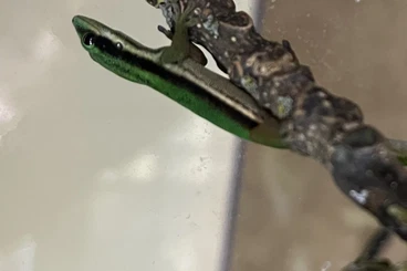 Enclosures kaufen und verkaufen Photo: ask for price, exchange possible, more quantity lower price