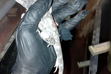 Andere Agamen kaufen und verkaufen Foto: Young male Klamidosauro kingii cb 25