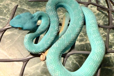Snakes kaufen und verkaufen Photo: BLUE - Trimeresurus insularis