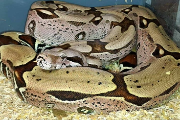 Boas kaufen und verkaufen Photo: Boa constrictor constrictor – Suriname locality (F1)