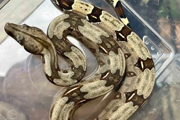 Boas kaufen und verkaufen Photo: Boa constrictor constrictor F1 Surinam