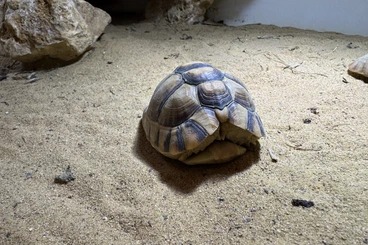 Landschildkröten kaufen und verkaufen Foto: Testuo Kleinmanni (Egyptian Tortoise) 1.0