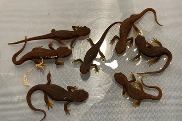 newts and salamanders kaufen und verkaufen Photo: Available for Hamm and Houten in december