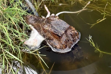 andere Echsen kaufen und verkaufen Foto: Heloderma naja nivea and paleo