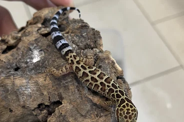 Echsen  kaufen und verkaufen Foto: Anolis, Chondrodactylus, Pseudogekko