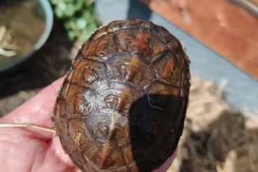 Schildkröten  kaufen und verkaufen Foto: Turtles for sale in Hamm