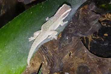 Geckos kaufen und verkaufen Foto: Biete 0.0.2 Phelsuma ornata