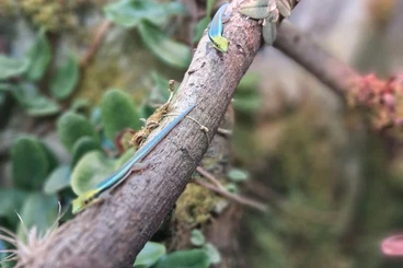 Geckos kaufen und verkaufen Foto: Biete 0.0.6 Phelsuma klemmeri