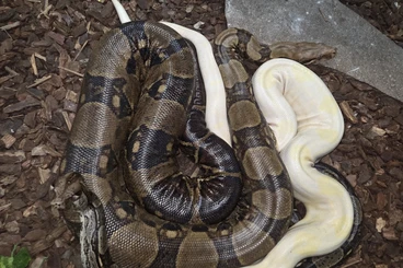 Boas kaufen und verkaufen Photo: Wegen Hobbyaufgabe Boa Constriktor