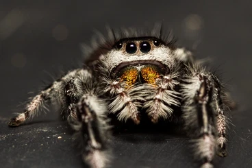 Insects kaufen und verkaufen Photo: phiddipus regius subadult