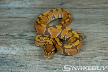 Königspythons kaufen und verkaufen Foto: Königspythons / Ball Pythons